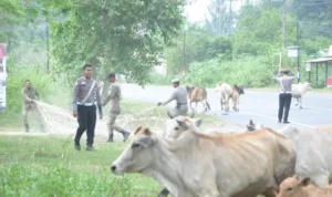 IMG-20250328-WA0051-750x498